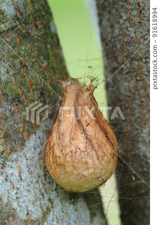 Wasp spider egg sac Wasp spider egg sac 91618994