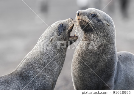 Antarctic fur seal,Arctophoca gazella, an beach, Antartic peninsula. Antarctic fur seal,Arctophoca gazella, an beach, Antartic peninsula. 91618995