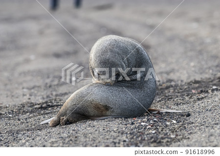 Antarctic fur seal,Arctophoca gazella, an beach, Antartic peninsula. Antarctic fur seal,Arctophoca gazella, an beach, Antartic peninsula. 91618996