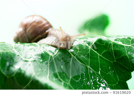 Snail on a green leaf. The use of snail mucus in cosmetology. Skin care and beauty concept 91619020