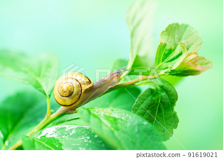 Snail on a green leaf. The use of snail mucus in cosmetology. Skin care and beauty concept 91619021