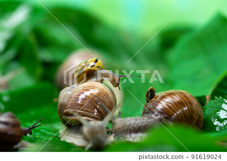 Many snails crawl on green leaves close-up. The use of snail mucus in cosmetology. Skin care and beauty concept 91619024