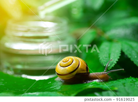 Snail near a glass jar with face serum with snail mucin on a background of green leaves. The use of snail mucus in cosmetology. Skin care and beauty concept 91619025