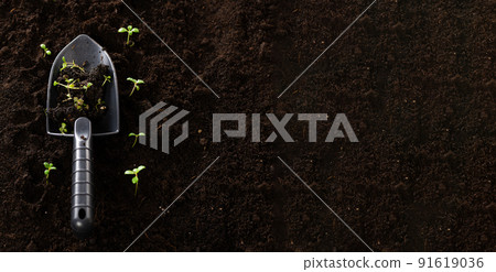 Young sprouts and spatula for gardening. Planting seedlings in the ground. Young sprouts with soil on seedlings. The concept of nature conservation and agriculture 91619036