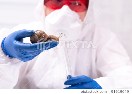 A scientist in a protective suit with a snail in his hands. Study of the properties of snail mucin. The use of snail mucus in cosmetology. Skin care and beauty concept A scientist in a protective suit with a snail in his hands. Study of the properties of snail mucin. The use of snail mucus in cosmetology. Skin care and beauty concept 91619049