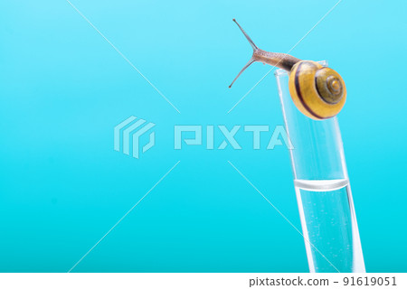 A snail with a bright shell on a chemical test tube. Chemical test tube with a snail. Snail mucus, snail mucin is used in cosmetology. Place to copy. Beauty concept 91619051