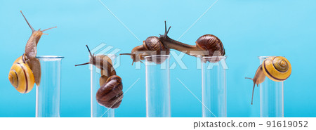Many snails on chemical test tubes. Obtaining snail mucin in cosmetology. Snail mucin for skin certification. The use of snail mucin in cosmetology 91619052
