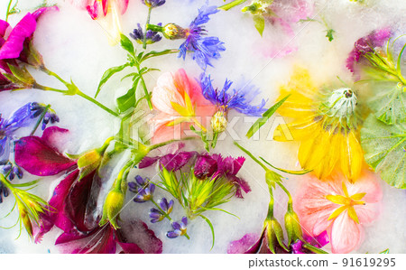 Background of frozen flowers in ice Background of frozen flowers in ice 91619295