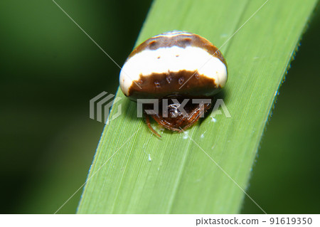 White obit Torino Fundamesi (female) 91619350