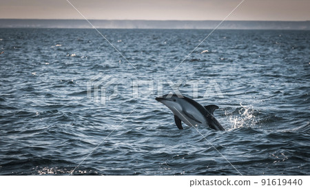 Dusky Dolphin jumping, Peninsula Valdes,Patagonia,Argentina 91619440