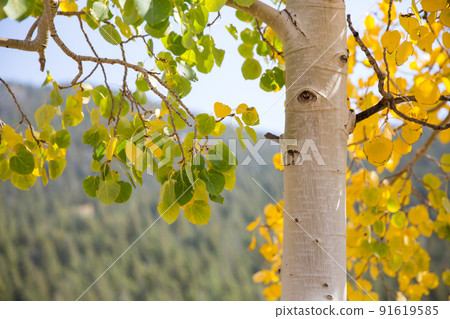 Beautiful autumn leaves scenery-Colorado 91619585