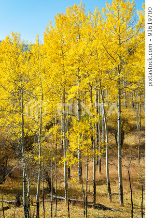 Beautiful yellow leaves of aspen Colorado Beautiful yellow leaves of aspen Colorado 91619700