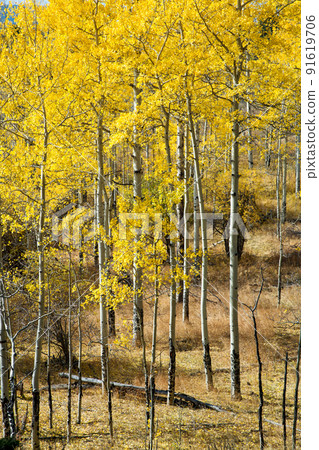 Beautiful yellow leaves of aspen Colorado 91619706