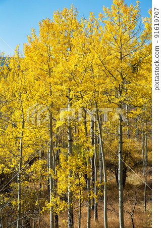 Beautiful yellow leaves of aspen Colorado Beautiful yellow leaves of aspen Colorado 91619707