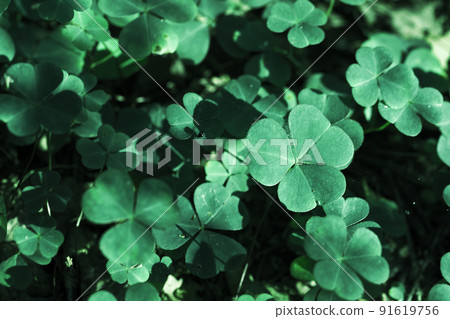 Green leaves of Wild Oxalis, close up photo Green leaves of Wild Oxalis, close up photo 91619756