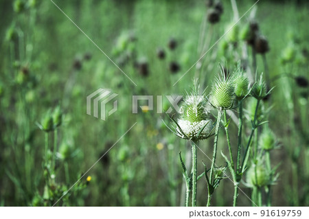 Fullers teasel grow on a green summer meadow Fullers teasel grow on a green summer meadow 91619759