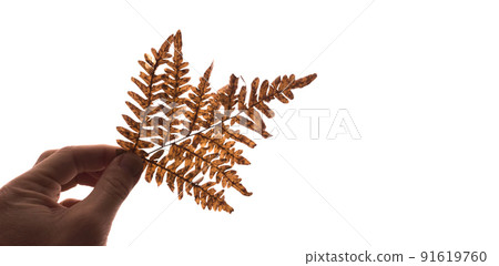 Dry fern leaf is in a hand, isolated on white Dry fern leaf is in a hand, isolated on white 91619760