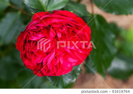 Scarlet rose flower grows in a garden, macro photo Scarlet rose flower grows in a garden, macro photo 91619764