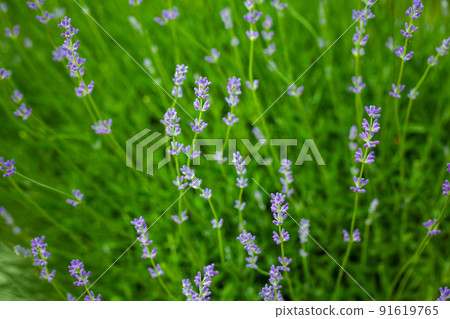 Lavender flowers, outdoor natural photo 91619765