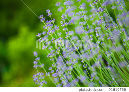Blooming lavender outdoor natural photo 91619766