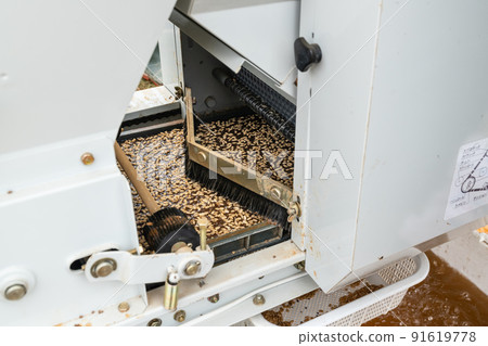 Seeding with a planter at a rice seedling house 91619778
