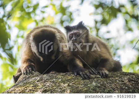 Brown striped tufted capuchin monkey,Amazon jungle,Brazil Brown striped tufted capuchin monkey,Amazon jungle,Brazil 91619819