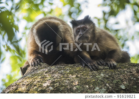 Brown striped tufted capuchin monkey,Amazon jungle,Brazil Brown striped tufted capuchin monkey,Amazon jungle,Brazil 91619821