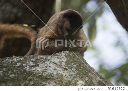 Brown striped tufted capuchin monkey,Amazon jungle,Brazil Brown striped tufted capuchin monkey,Amazon jungle,Brazil 91619822