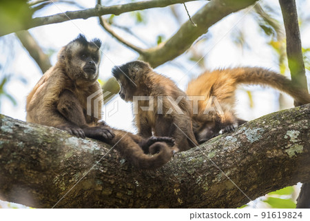 Brown striped tufted capuchin monkey,Amazon jungle,Brazil Brown striped tufted capuchin monkey,Amazon jungle,Brazil 91619824