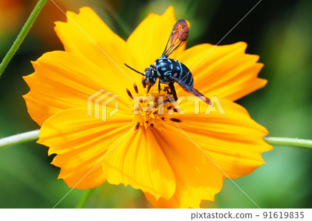 Rurimon bee perching on a flower of Kibana cosmos 91619835