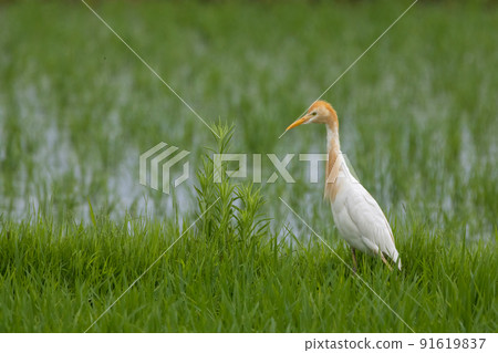 Cattle egret nestled in the ridge of a rice field Cattle egret nestled in the ridge of a rice field 91619837