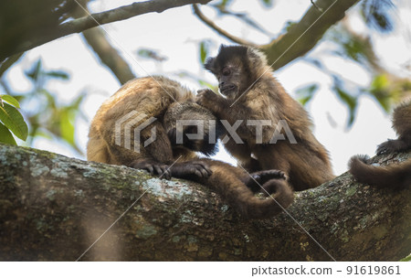 Brown striped tufted capuchin monkey,Amazon jungle,Brazil Brown striped tufted capuchin monkey,Amazon jungle,Brazil 91619861