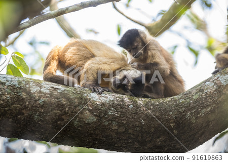 Brown striped tufted capuchin monkey,Amazon jungle,Brazil Brown striped tufted capuchin monkey,Amazon jungle,Brazil 91619863
