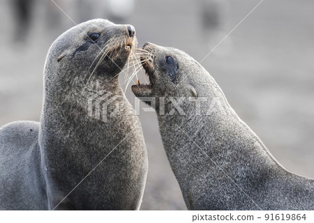 Antarctic fur seal,Arctophoca gazella, an beach, Antartica. Antarctic fur seal,Arctophoca gazella, an beach, Antartica. 91619864