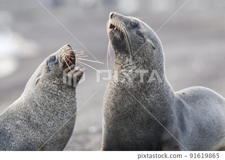 Antarctic fur seal,Arctophoca gazella, an beach, Antartica. Antarctic fur seal,Arctophoca gazella, an beach, Antartica. 91619865