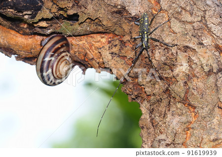 Longhorn beetle and snail Longhorn beetle and snail 91619939