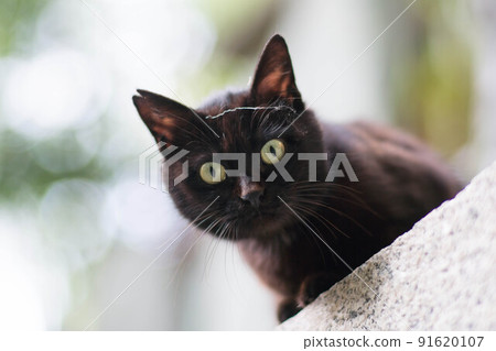 A cat living in the forest of Kyoto A cat living in the forest of Kyoto 91620107