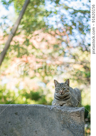 A cat living in the forest of Kyoto 91620156