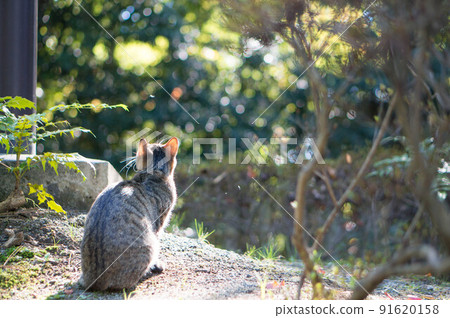 A cat living in the forest of Kyoto 91620158