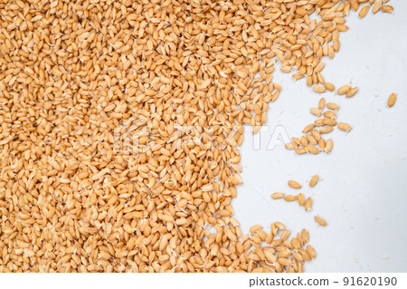 Seedling machine hopper seed fir at rice nursery house 91620190