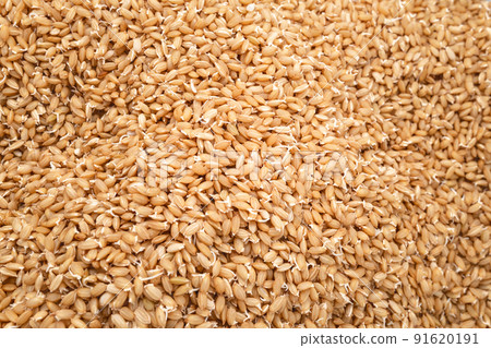 Seedling machine hopper seed fir at rice nursery house 91620191