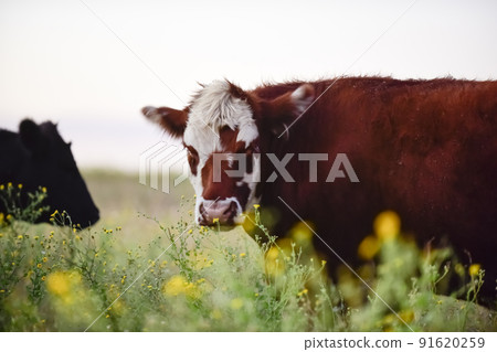 Steers and heifers raised with natural grass, Argentine meat production Steers and heifers raised with natural grass, Argentine meat production 91620259