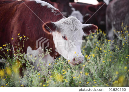 Steers and heifers raised with natural grass, Argentine meat production Steers and heifers raised with natural grass, Argentine meat production 91620260