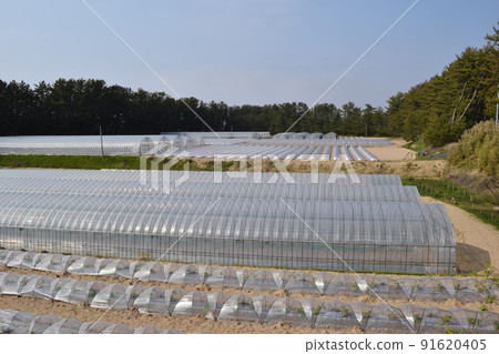 溫室大棚栽培 91620405