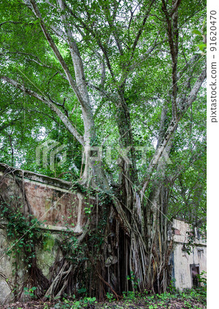 Trees and roots growing over an abanonded house in Armero Town after 37 years of the tragedy caused by the Nevado del Ruiz Volcano in 1985 Trees and roots growing over an abanonded house in Armero Town after 37 years of the tragedy caused by the Nevado del Ruiz Volcano in 1985 91620470