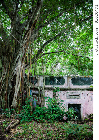 Trees and roots growing over an abanonded house in Armero Town after 37 years of the tragedy caused by the Nevado del Ruiz Volcano in 1985 91620471