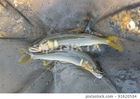 Freshly caught natural young ayu 91620584