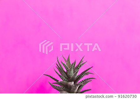 Beautiful succulent (Haworthia fasciata) on beige background. Space for text 91620730