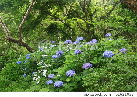 Hydrangea of Shomyoji 91621032