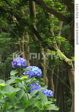 Hydrangea of Shomyoji 91621033
